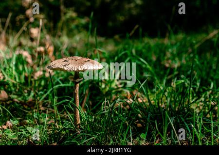 Cumino di funghi macrolepiota procera su un prato verde e soleggiato. Vista dall'alto. Spazio di copia. Foto Stock