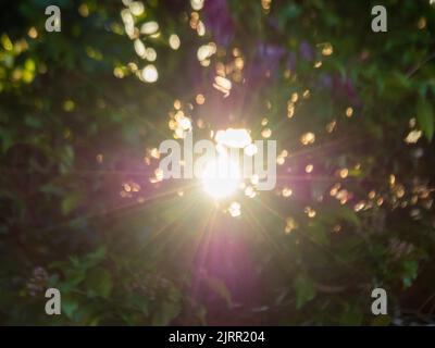 Raggi del sole, raggi del sole, raggi che filtrano attraverso i cespugli di Lilly Pilly e Hibiscus in un giardino costiero australiano, il tardo pomeriggio in inverno Foto Stock