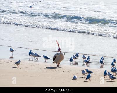 Affluenza di uccelli sulla spiaggia, grande pellicano australiano, il suo conto spalancato come se stesse ridendo, e gabbiani, onde di mare si tuffano in Australia Foto Stock