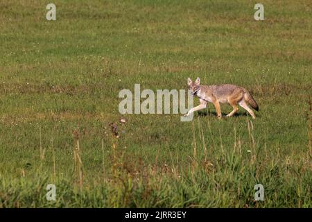 Coyote nel Wisconsin settentrionale. Foto Stock