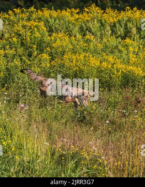 Coyote nel Wisconsin settentrionale. Foto Stock