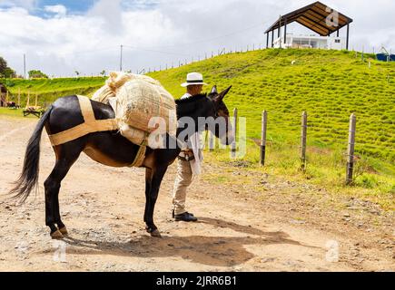 El Peñol, Antioquia - Colombia - 25 maggio 2022. I mulattieri paisa dovevano percorrere le ripide e pericolose strade di Antioquia Foto Stock