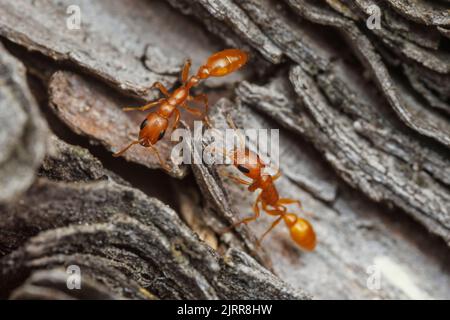 Apache Twig Ants (Pseudomyrmex apache) interagisce mentre foraging. Foto Stock
