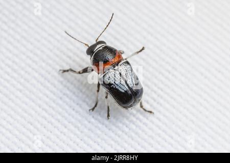 Beetle a balestra con cuscinetto a cassa (Griburius montezuma) Foto Stock