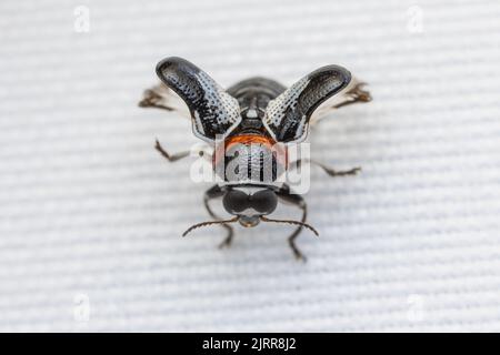 Un Beetle in foglia Case-Bearing (Griburius montezuma) distribuisce le ali in preparazione al volo. Foto Stock