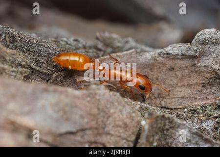 Apache Twig ANT (apache Pseudomyrmex) Foto Stock