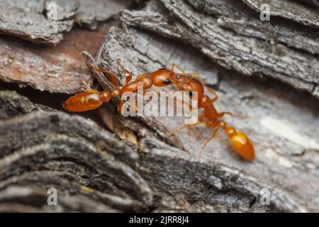 Apache Twig Ants (Pseudomyrmex apache) interagisce mentre foraging. Foto Stock