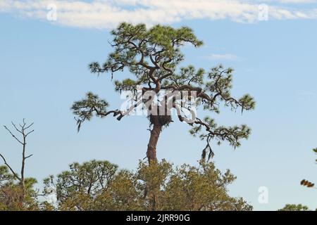 Nido di un'aquila calva in un pino su un sentiero all'Oscar Scherer state Park vicino a Osprey, Florida Foto Stock