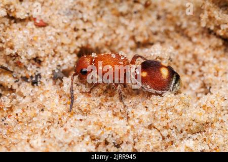 Quattro spotted Velvet ANT (Dasymutilla quadriguttata) - Female Foto Stock