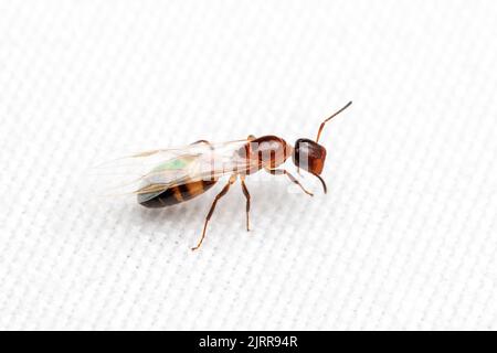 Una regina di ANT (Colobopsis impressa) guardiano del cancello comune durante un volo nuziale. Foto Stock