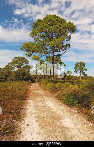 Sentiero e vegetazione all'Oscar Scherer state Park vicino a Osprey, Florida Vertical Foto Stock