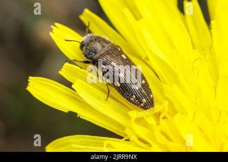 Beetle metallizzato per la noia del legno (Acmaeodera tubulus) Foto Stock