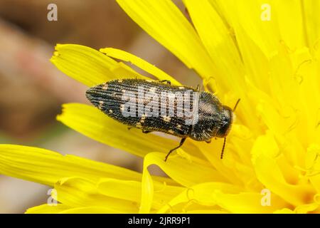 Beetle metallizzato per la noia del legno (Acmaeodera tubulus) Foto Stock