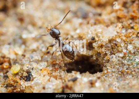 Un lavoratore di Ant Dark Rover (Brachyrmex patagonicus) libera i detriti dall'ingresso al suo nido. Foto Stock