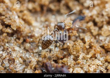 Un lavoratore di Ant Dark Rover (Brachyrmex patagonicus) libera i detriti dall'ingresso al suo nido. Foto Stock