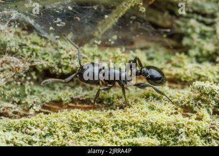 Un'antera di Acorn (Temnothorax misomoschus) foraggi sul lato di una palma di Sabal (sabal mexicana) albero. Foto Stock