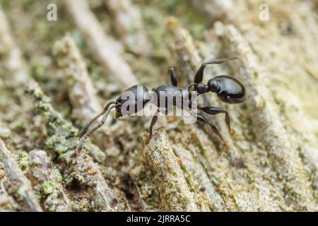 Un'antera di Acorn (Temnothorax misomoschus) foraggi sul lato di una palma di Sabal (sabal mexicana) albero. Foto Stock