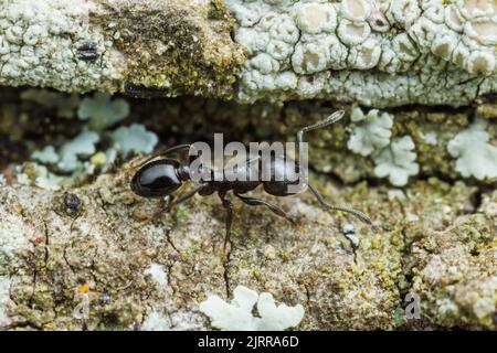 Un'antera di Acorn (Temnothorax misomoschus) foraggi sul lato di una palma di Sabal (sabal mexicana) albero. Foto Stock