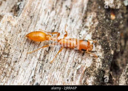 Apache Twig ANT (apache Pseudomyrmex) Foto Stock