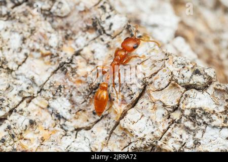 Apache Twig ANT (apache Pseudomyrmex) Foto Stock