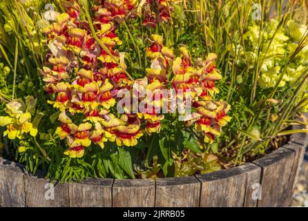 Piantatrice fatta di legno di barile all'aperto. Piantatrice di legno con fiori su una strada. Giardinaggio, giardinaggio. Messa a fuoco selettiva, nessuno, copia spazio per il testo Foto Stock