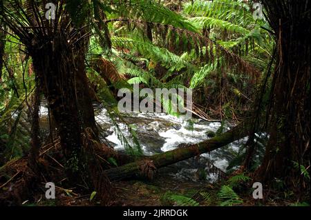 Questo è Badger Creek, sopra Badger Weir, vicino a Healesville a Victoria, Australia. Si trova in una foresta pluviale temperata ed era davvero umida! Foto Stock