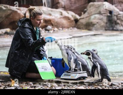 Londra, Regno Unito. 25th ago, 2022. I pinguini Humboldt sono pesati come parte della Weigh in annuale allo ZSL London Zoo. Credit: SOPA Images Limited/Alamy Live News Foto Stock