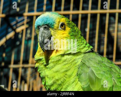 Pappagallo verde con gabbia sullo sfondo in Brasile Foto Stock