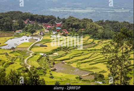 Java, Indonesia, 13 Giugno 2022 - campi roce terrazzati come visto da una strada sopra. Foto Stock