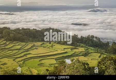 Java, Indonesia, 13 Giugno 2022 - campi roce terrazzati come visto da una strada sopra. Foto Stock