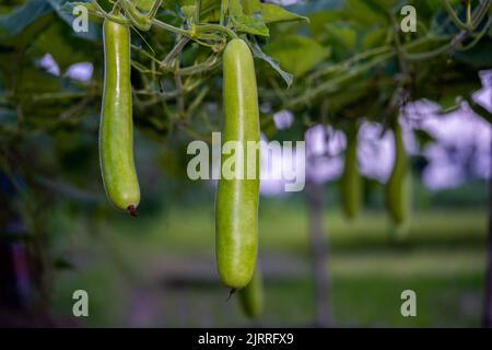 Calabash (Lagenaria siceraria) frutta di orto. Localmente conosciuto come zucca di bottiglia, zucca a fiore bianco, melone lungo, Tasmania di fagiolo di Nuova Guinea Foto Stock