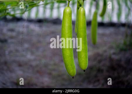 Calabash (Lagenaria siceraria) frutta di orto. Localmente conosciuto come zucca di bottiglia, zucca a fiore bianco, melone lungo, Tasmania di fagiolo di Nuova Guinea Foto Stock