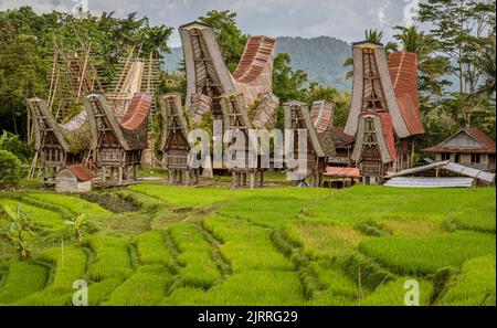 Java, Indonesia, 13 giugno 2022 - le case Toraja seguono tutte lo stesso design rigido sia nella forma che nelle dimensioni - come una barca. Foto Stock