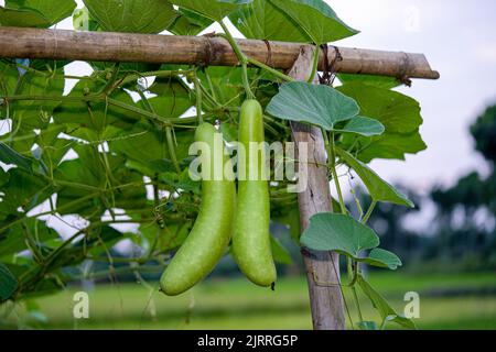 Calabash (Lagenaria siceraria) frutta di orto. Localmente conosciuto come zucca di bottiglia, zucca a fiore bianco, melone lungo, Tasmania di fagiolo di Nuova Guinea Foto Stock