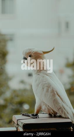 Una vista laterale del cockatoo color salmone appollaiato sulla sommità della ringhiera del balcone Foto Stock