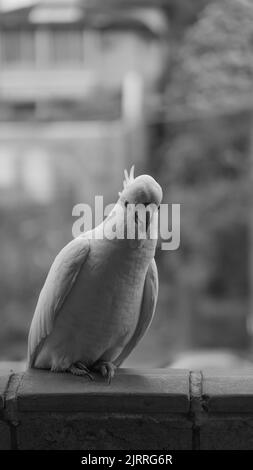 Un colpo in scala di grigi di Cockatoo bianco appollaiato su ringhiera del balcone Foto Stock