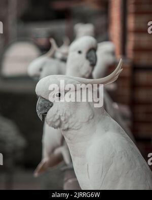 Una foto verticale selettiva di Cockatoo bianco appollaiato sulla parte superiore della ringhiera del balcone Foto Stock