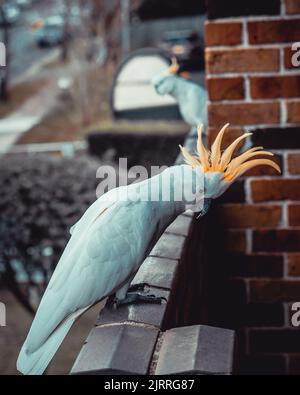 Una foto verticale selettiva di Cockatoo Citron-Crested appollaiato sulla parte superiore della ringhiera del balcone Foto Stock