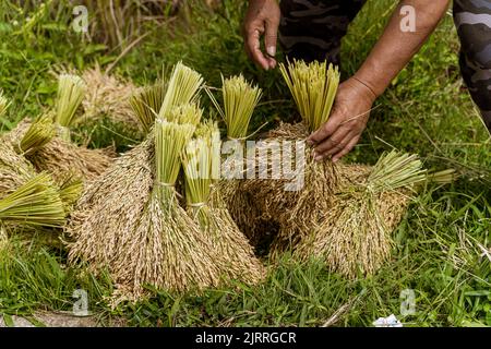 Java, Indonesia, 13 giugno 2022 - il riso è impacchettato prima di essere asciugato e poi messo in una stalla di riso per immagazzinare. Foto Stock