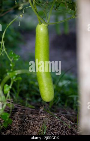 Calabash (Lagenaria siceraria) frutta di orto. Localmente conosciuto come zucca di bottiglia, zucca a fiore bianco, melone lungo, Tasmania di fagiolo di Nuova Guinea Foto Stock
