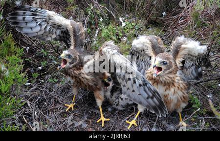 Foto del file datata 17/06/08 di pulcini Hen Harrier di un mese, come più di 100 pulcini rari di gallina harrier hanno volato in Inghilterra quest'anno, il numero più alto per oltre un secolo, l'agenzia di conservazione del governo ha detto. Foto Stock