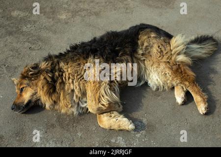 Cane randagio su strada. Il cane è in città. Dettagli della vita dell'animale senza casa. Animale domestico abbandonato. Foto Stock