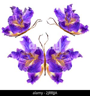 farfalla floreale realizzata in bizzarro ricurvo estruso petali di giglio secco fiore iris secco Foto Stock