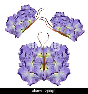 farfalla floreale fatta di bizzarri petali ricurvi di giglio pressati foglie asciutte e fiori Foto Stock