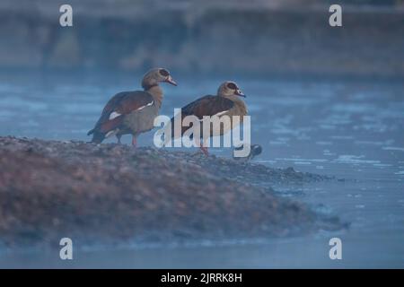 Una famiglia di oca del nilo al mattino Foto Stock