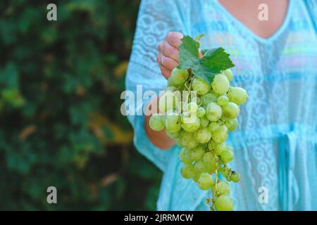 Gli agricoltori hanno le mani con uve bianche appena raccolte. Mani contadine che raccolgono l'uva. Foto Stock