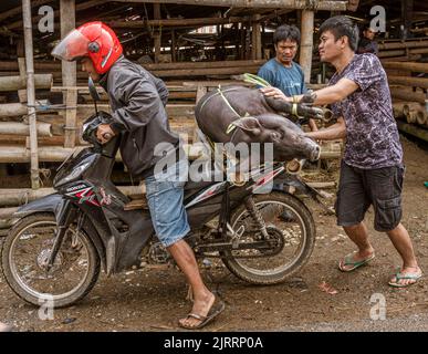 Indonesia, 13 2022 giugno - Pig è legato al retro di una moto da trasportare. Foto Stock