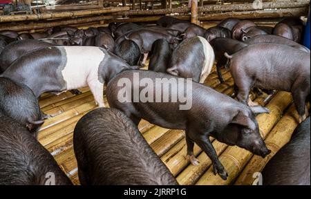 Indonesia, 13 2022 giugno - i maiali sono sciolti nella loro penna in attesa di un acquirente sul mercato. Foto Stock