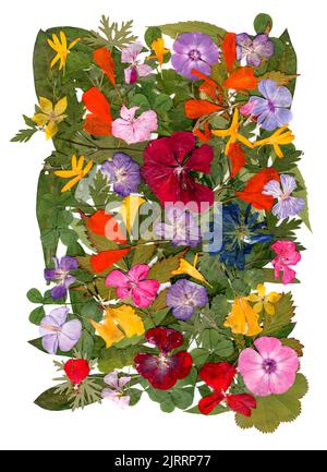 applicazione multicolore motley di fiori pressati secchi Foto Stock