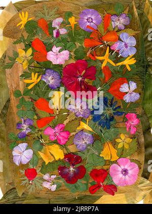 applicazione multicolore motley di fiori pressati secchi Foto Stock